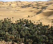 Oued Saoura oasis. Sahara. Algeria.