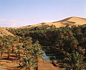 Oasis. Sahara. Algeria.