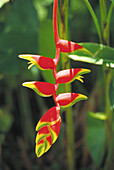 Heliconia. Huahine Island. French Polynesia