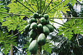 Papaya tree. India