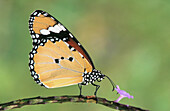 Common Striped Tiger Butterfly