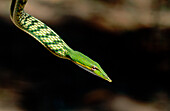Green whip snake, Vine snake (Ahaetulla nasutus)