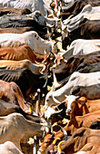 Cows in Nathdwara. Rajasthan. India