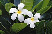 Two white flowers with green leaves