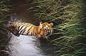 Tiger in water