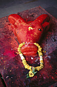 Head of buffalo. Saptashrungi. Nashik. Maharashtra. India