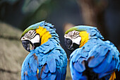 Gold and Blue Macaw (ara ararauna). Jurong Bird Park. Singapore