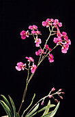 Orchid. Bangalore, India