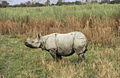 Indian One-horned Rhino (Rhinoceros unicornis), Kaziranga Wildlife Sanctuary. Assam, India