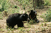 Sloth Bear (Melursus ursinus), Bannerghatta National Park. Karnataka, India