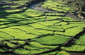 Table top fields. Uttaranchal, India
