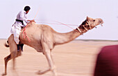 Camel on the race. Gujarat. India