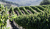 Laborie estate vineyard in Suider Paarl. South Africa