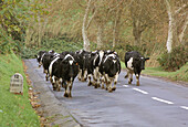 Cows on the road. Azores, Portugal