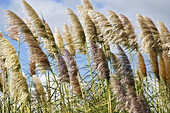 Clump of reeds, New Zealand
