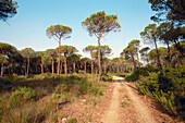 Parco dell Uccellina (Parco Naturale Regionale della Maremma). Tuscany. Italy