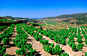 Vineyards and Dammusi (typical house) in Pantelleria Island. Sicily. Italy