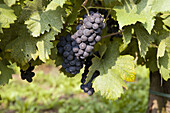 Contadi Castaldi wine producer. Pinot Noir grapes. Adro (Brescia), Lombardy, Italy.