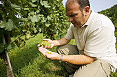 Contadi Castaldi wine producer. Mario Falcetti, winemaker, in the experimental vineyards (Chardonnay grapes). Adro (Brescia), Lombardy, Italy.
