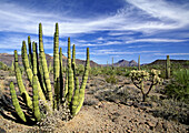 Sonoran Desert. Organ Pipe Cactus National Park. Organ pipe cactus