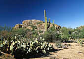 Saguaro National Park. East, landscape. Arizona, USA.