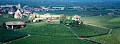 Vineyard. Trentino-Alto Adige. Italy