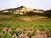 Vineyards. Bonnieux. Luberon. Provence. France