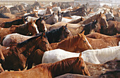 Mantle horses at ranch. Wyoming. USA