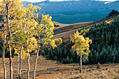 Landscape at fall with aspen trees. Big Horn Mountains. Wyoming. USA