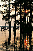 Cypresses. Atchafalaya River. Louisiana. USA