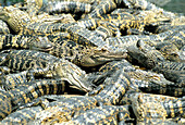 Young Alligators in farm. Everglades. Florida. USA