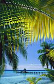 Wharf on the lagoon, coconut palmes at foreground. Rangiroa. Tuamotu Islands. French Polynesia
