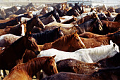 Horses gathering at ranch. Wyoming. USA