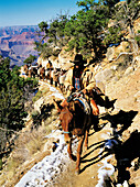 Mule caravan. Grand Canyon. Arizona. USA