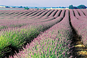 Lavender fields. Valensole plateau. Provence. France