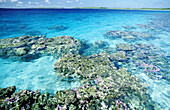 Coral reef in the transparent water of Manihi atoll lagoon. Tuamotu Islands. French Polynesia