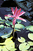 Waterlilly flower in a pond. Tahiti island. French Polynesia