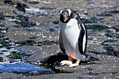 Eselspinguin (Pygoscelis papua), Saunders Isl., Falkland-Inseln, Südamerika
