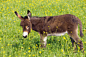 Esel-Fohlen in Blumenwiese, Equus asinus, Deutschland