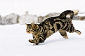 Cat running in snow, domestic cat, male, Germany