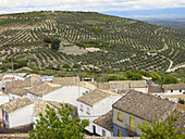 Olive fields in Ubeda. Jaen province. Andalusia. Spain