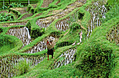 Ricefields. Bali island. Indonesia