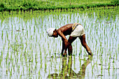 Ricefields. Bali island. Indonesia