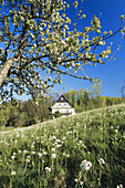 View along blooming apple tree to Black Forest farm, Sasbach, Achern, Black Forest, Baden-Wurttemberg, Germany
