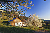 Typical house, farmhouse with cherry blossom, Sasbach, Achern, Black Forest, Baden Württemberg, Germany