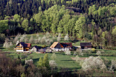 Schwarzwaldhöfe, Kirschblüte, Sasbach, Achern, Schwarzwald, Baden Württemberg, Deutschland