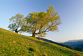 Beech trees on a hillside, Wieden, Black Forest, Baden Wurttemberg, Germany