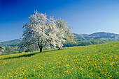 Blühende Kirschbäume im Eggener Tal, Markgräflerland, Schwarzwald, Baden-Württemberg, Deutschland