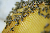 Honigbienen auf Wabe