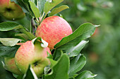Äpfel hängen am Baum, Steiermark, Österreich
